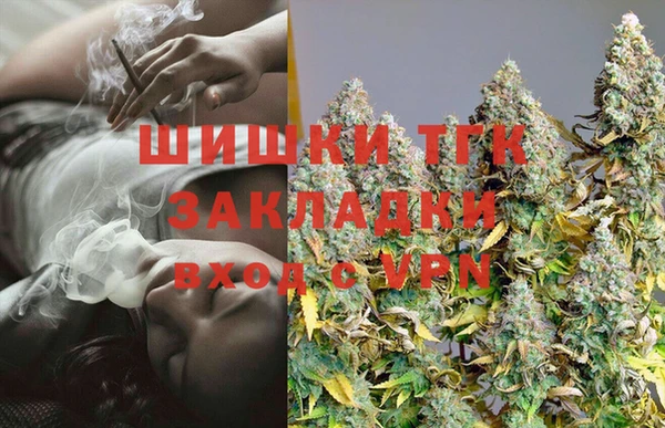 прущие грибы Новозыбков